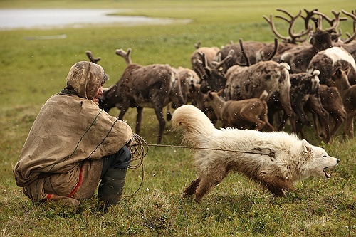 Companions